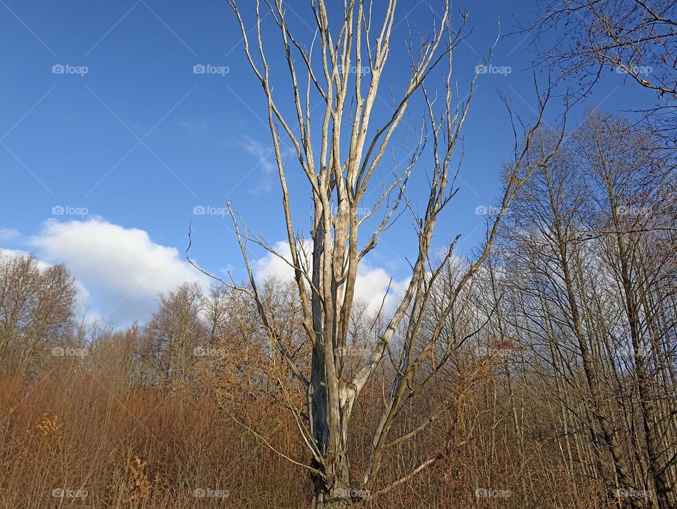 A lonely dry tree