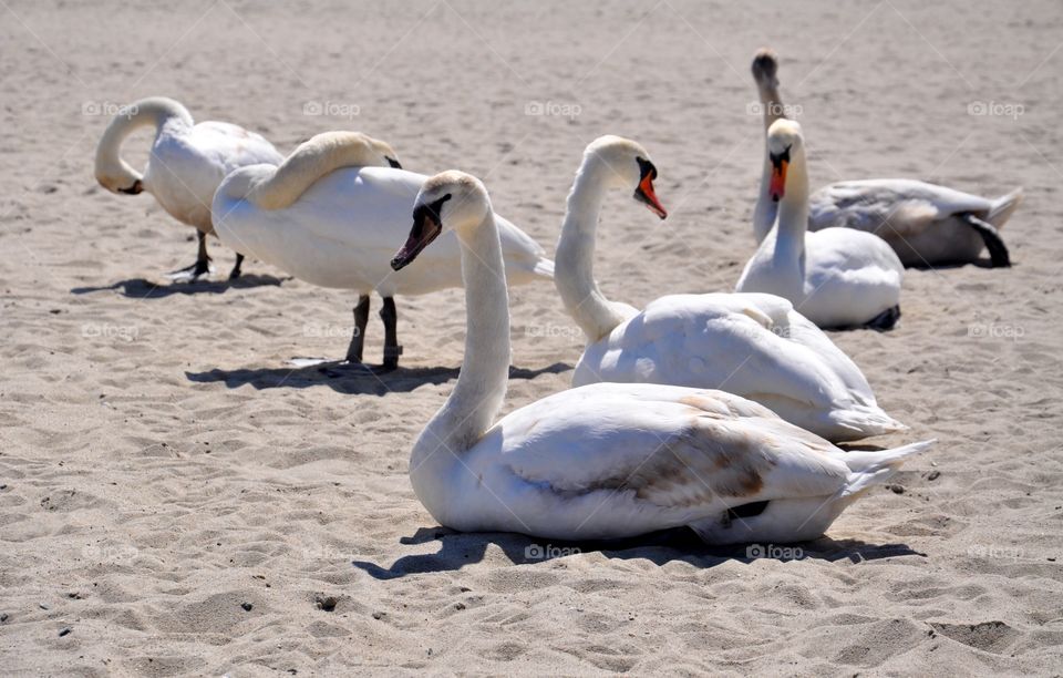 Swan, Bird, Water, Waterfowl, Feather