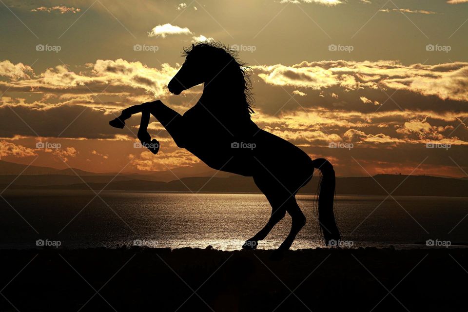 Great shot of a Horse in the sunset.  All proceeds go towards the conservation of endangered species.