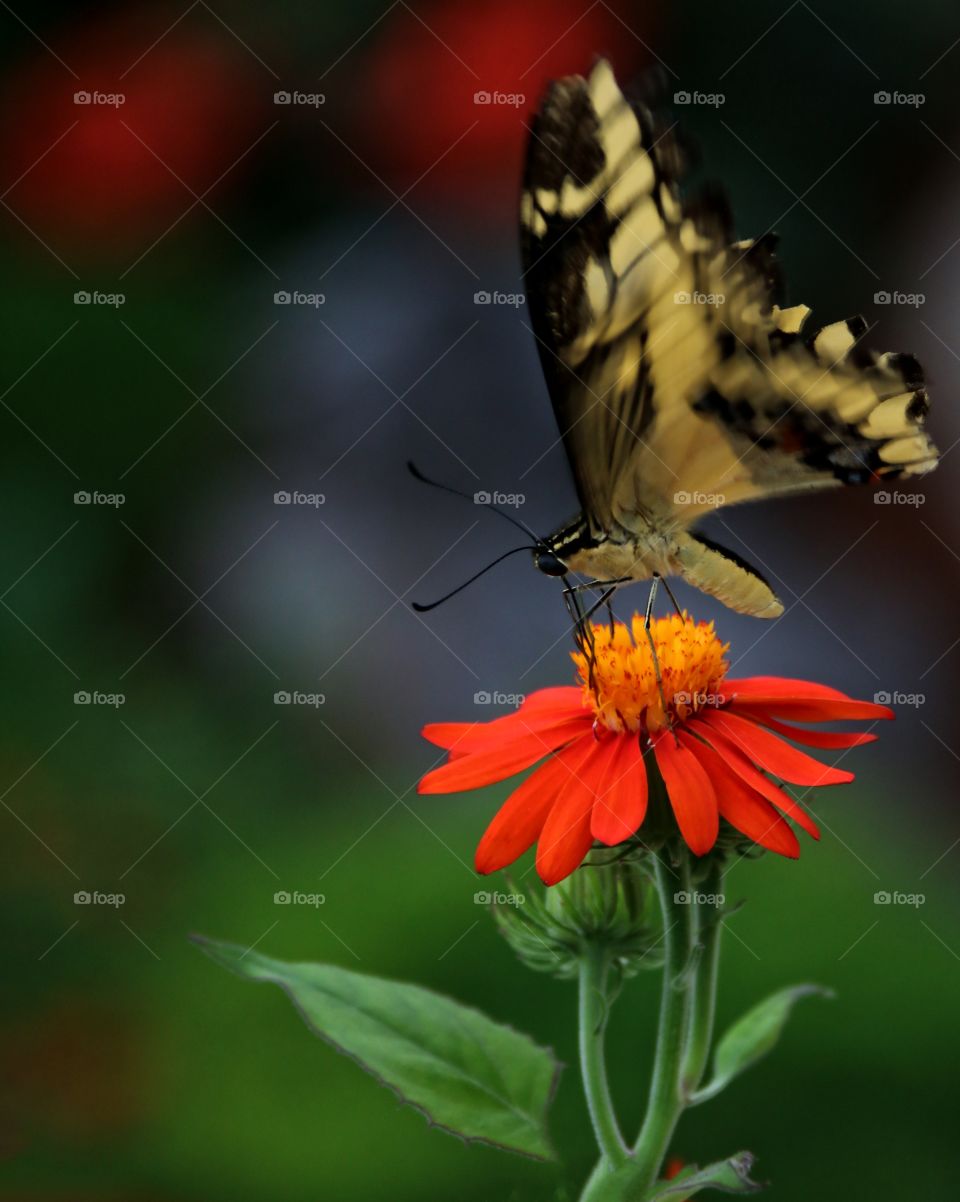 Wing motion an exotic yellow butterfly landing on flower