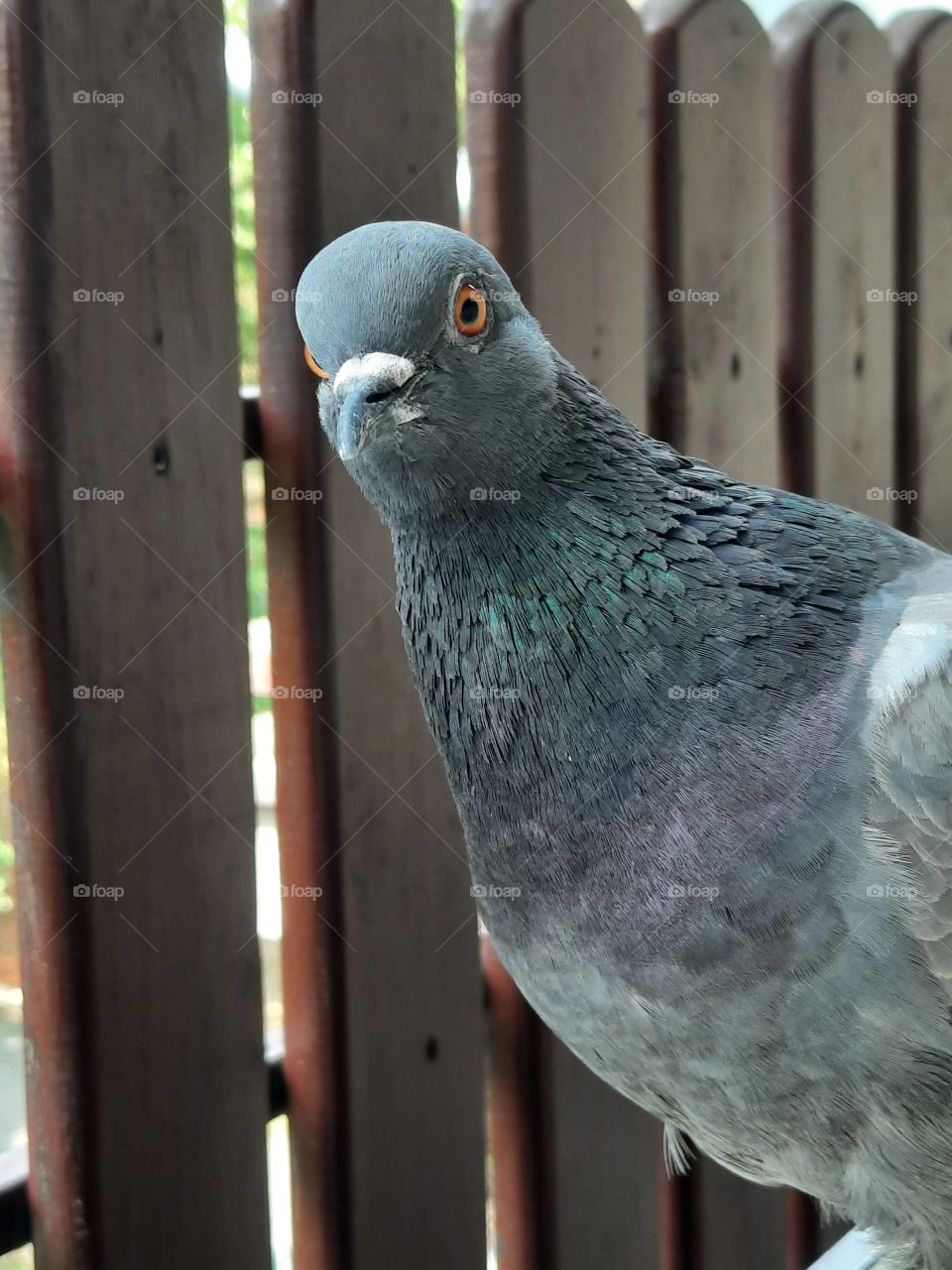 Portrait of a dove 🐦