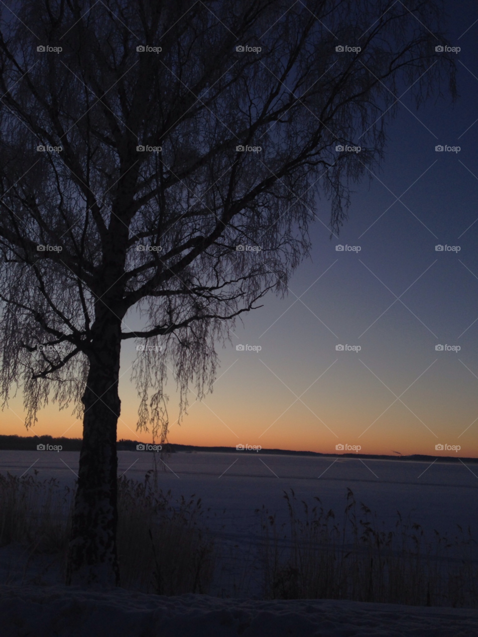 sky nature tree sunrise by MagnusPm