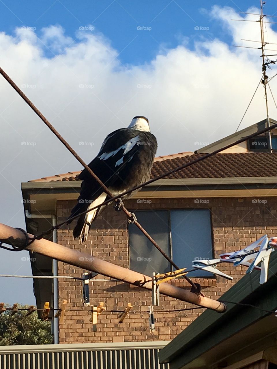 Magpie perched on outdoor clothesline, creatures ruffled, house roof background