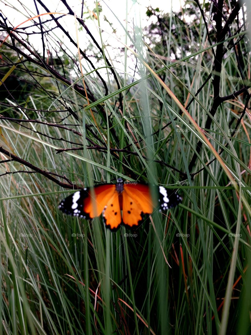beautiful Plain tiger butterfly Danaus chrysippus 