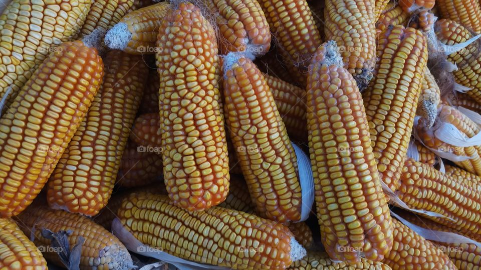 maize