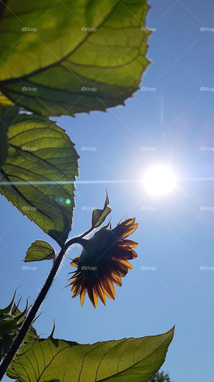 Sunflower Sunbeams