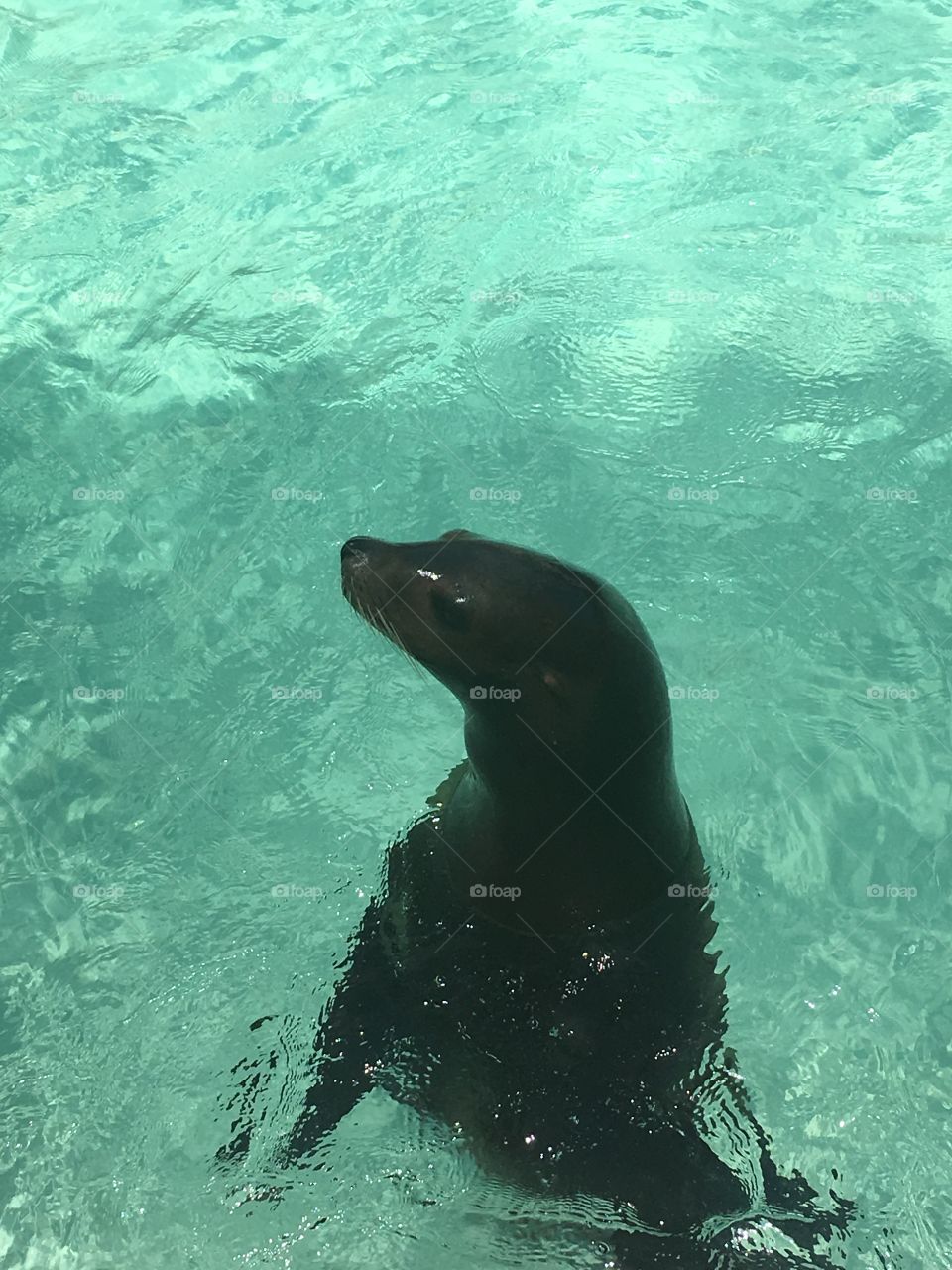 Curious sea lion. 