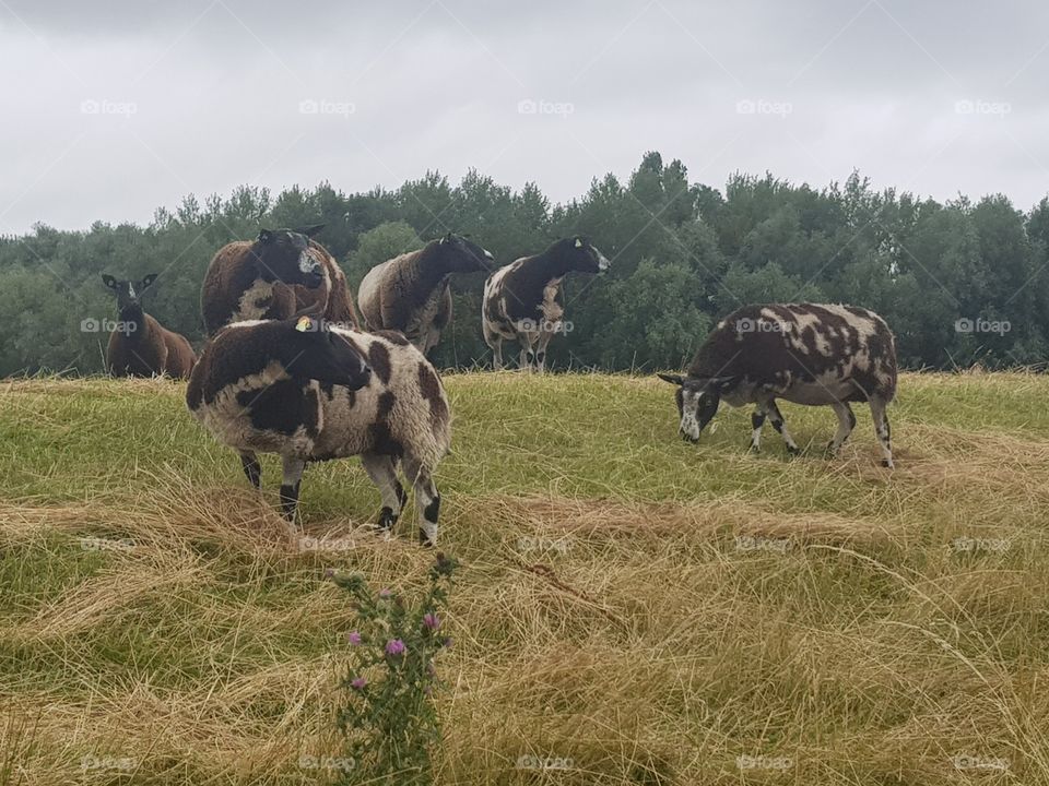 Sheep that all look the same way.