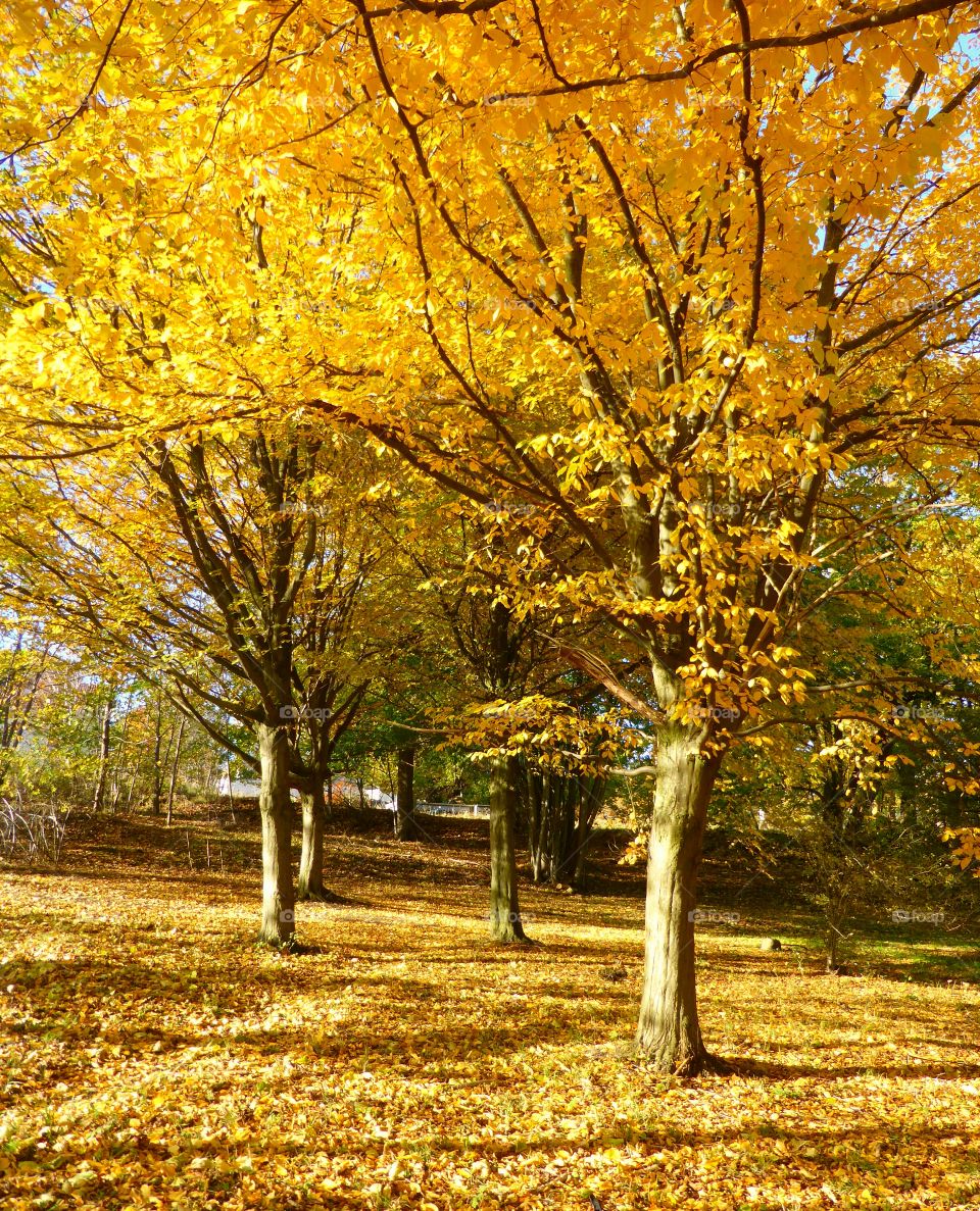 Yellow trees in autumn 
