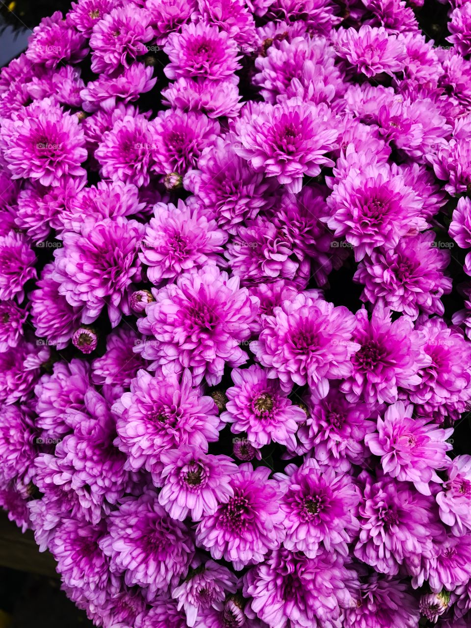 Purple chrysanthemum flowers 