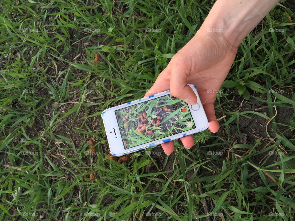 Girl photographing bugs. Girl photographing bugs in the grass on a mobile phone 