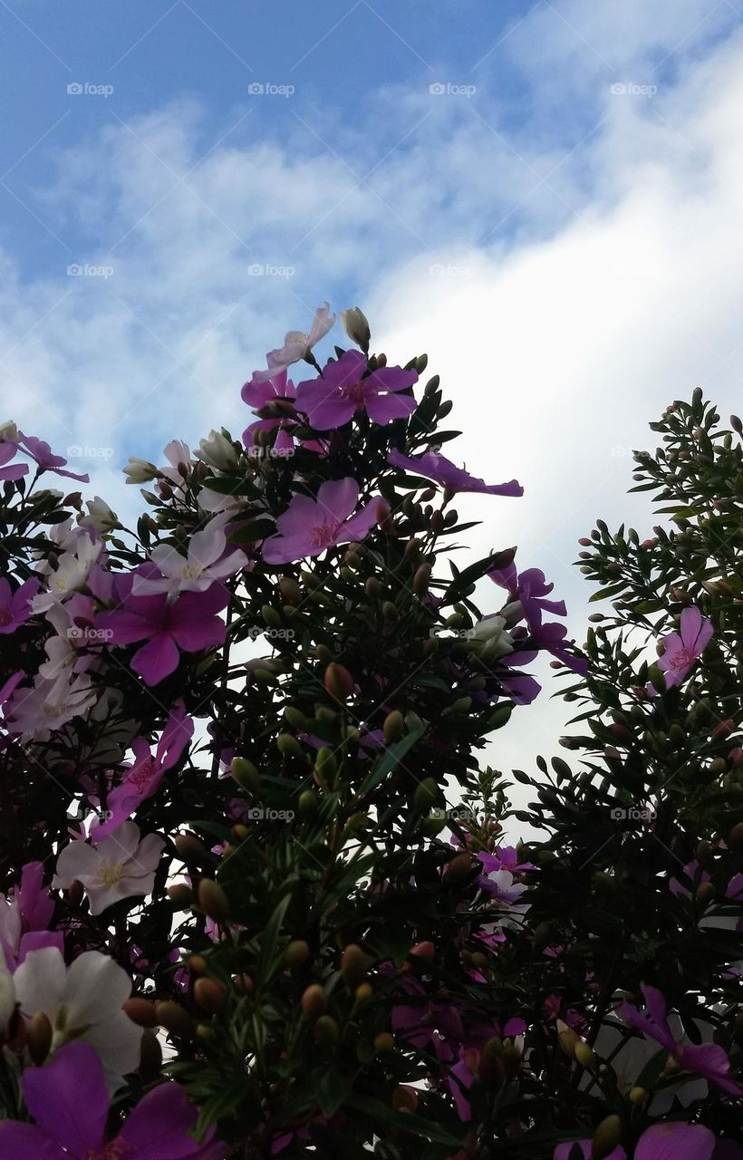 pink and white flowers