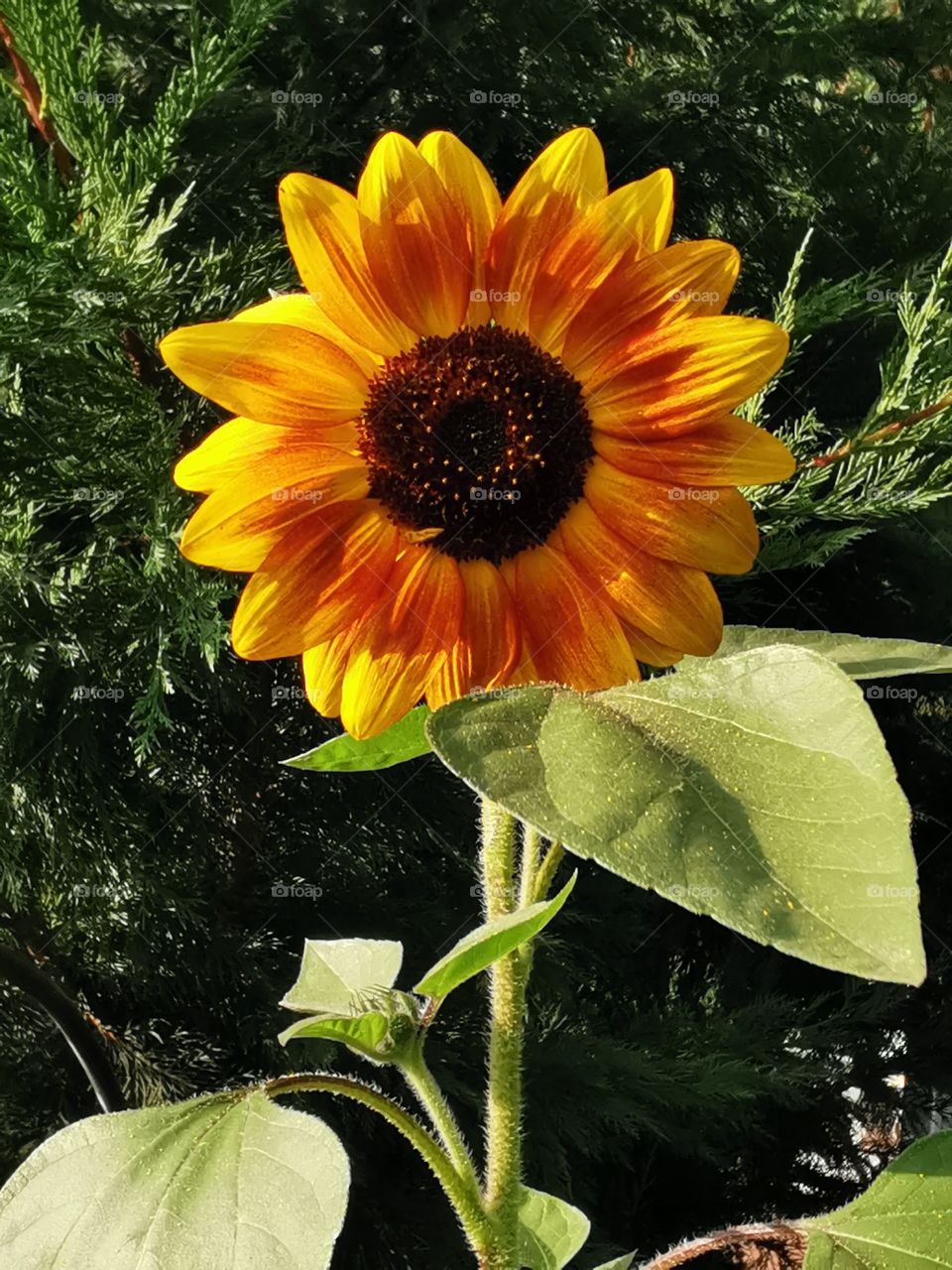 Sonnenblume im Abendlicht