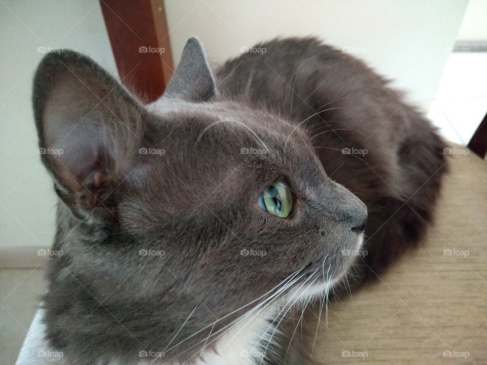 beautiful portrait of a grey cat looking sideways