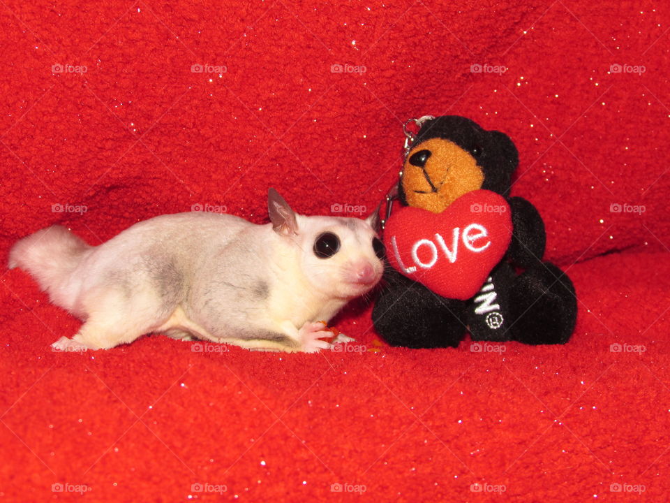 Mosaic sugar glider next to a stuffed bear holding a heart with love on it