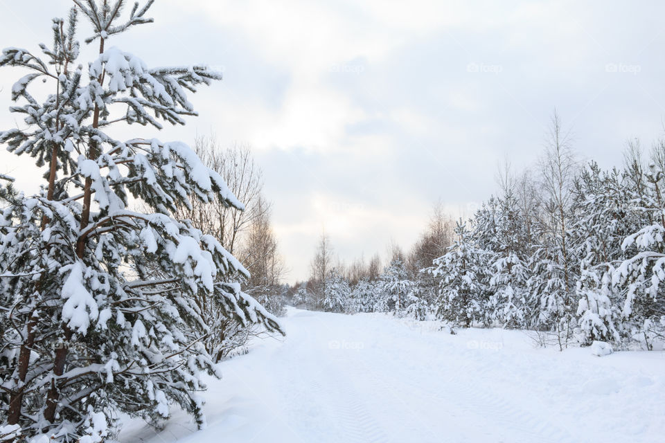 Path in snowy forest during winter