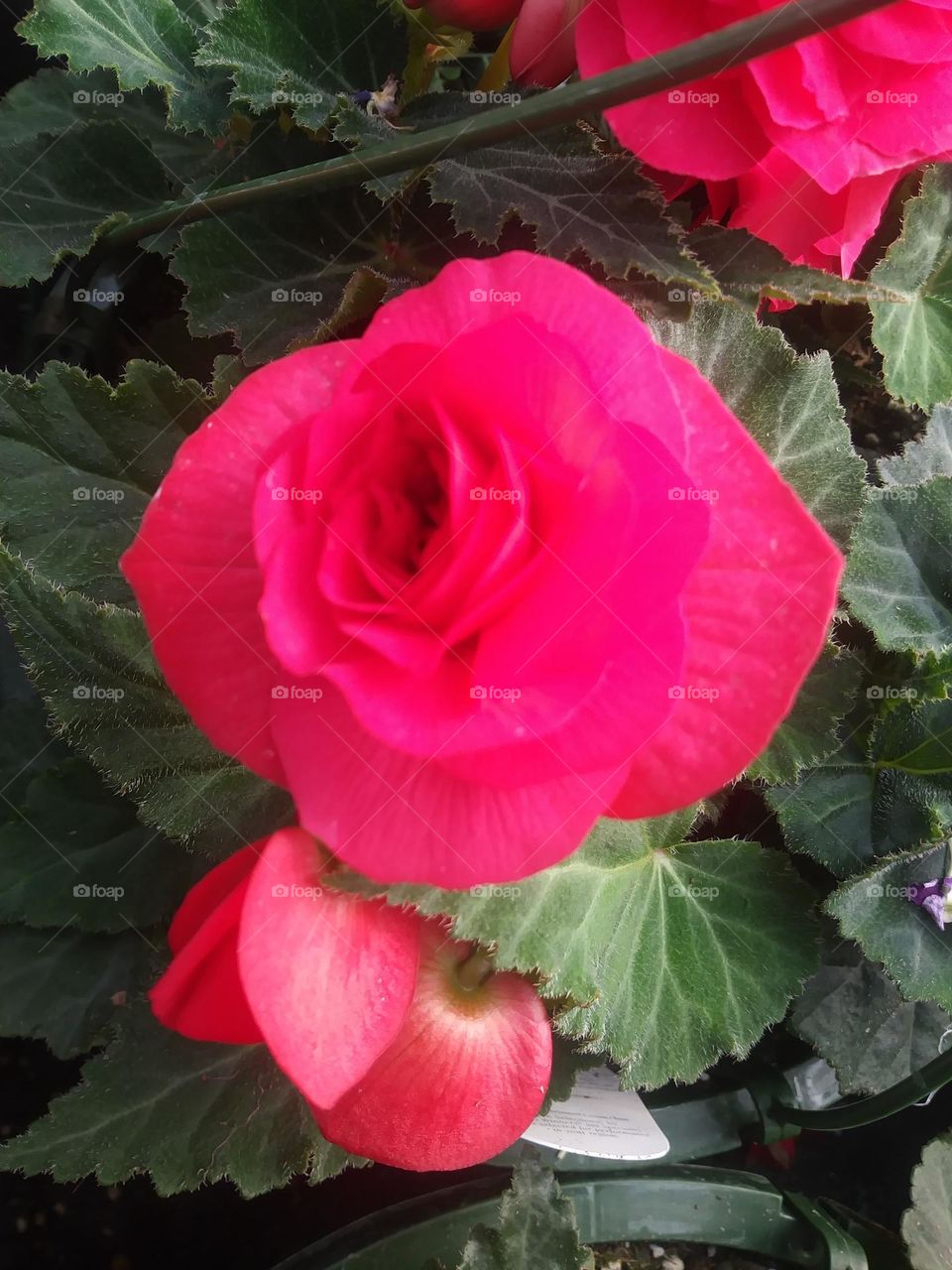 Pink begonia 