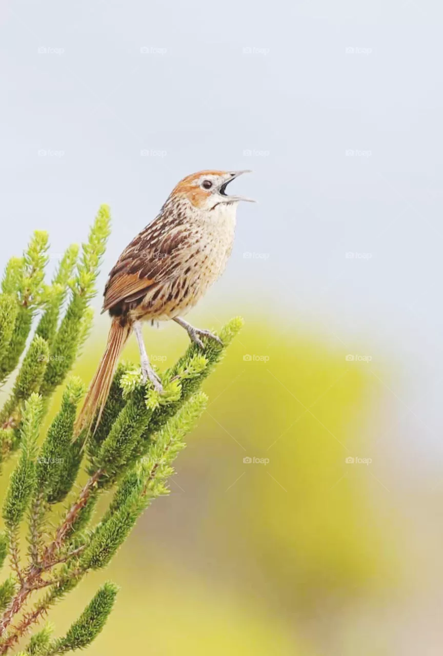 bird
