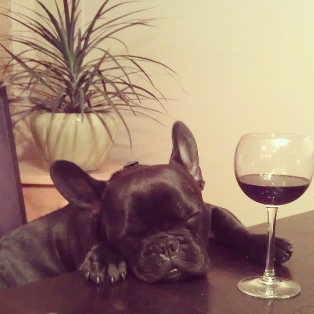 bruno