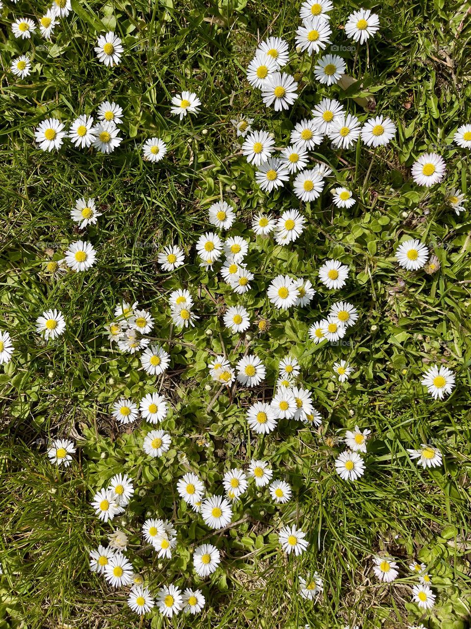 Meadow with white chamomiles top view 