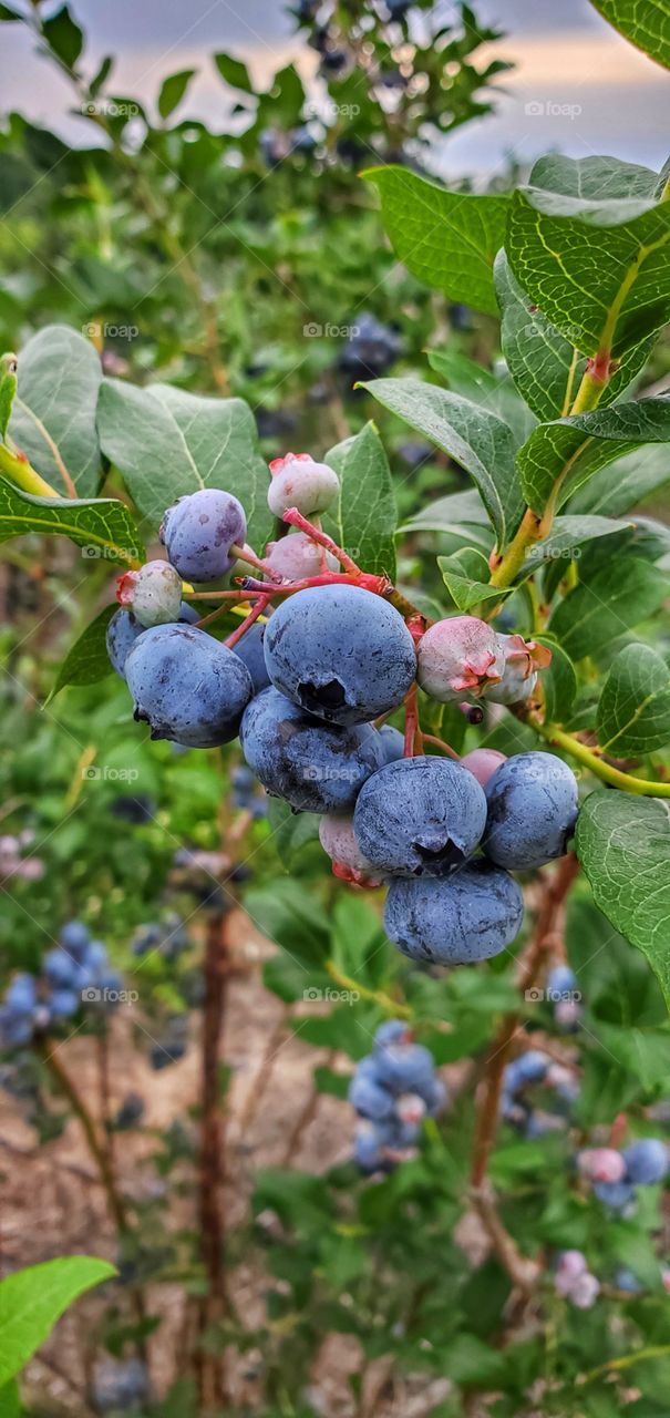 blueberries