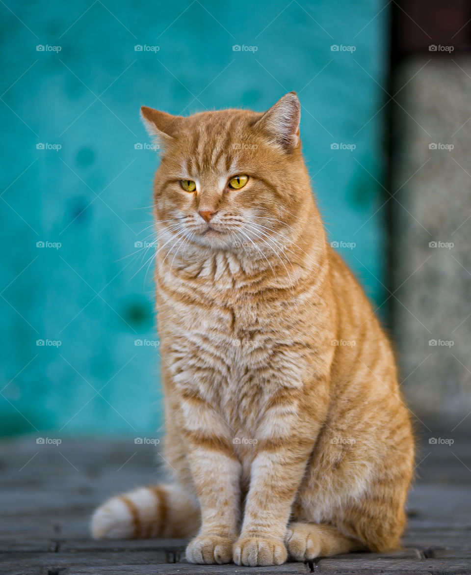 Ginger street cat sits with a pensive look