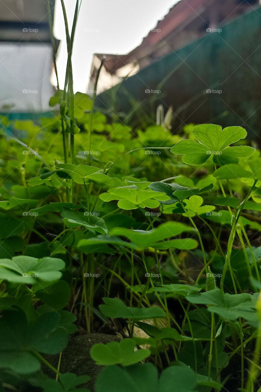 green greenleaves in the garden