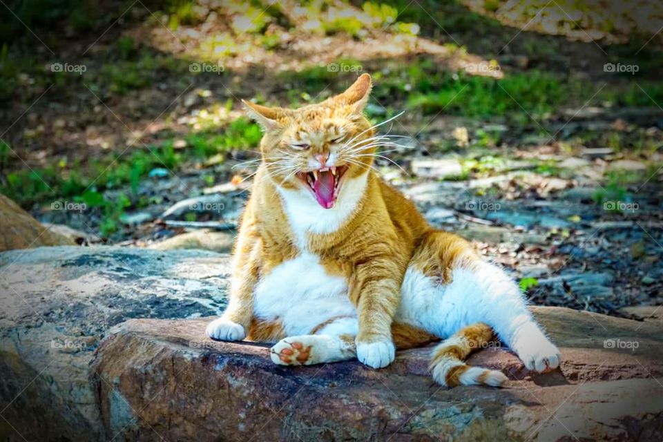 Cat laughing