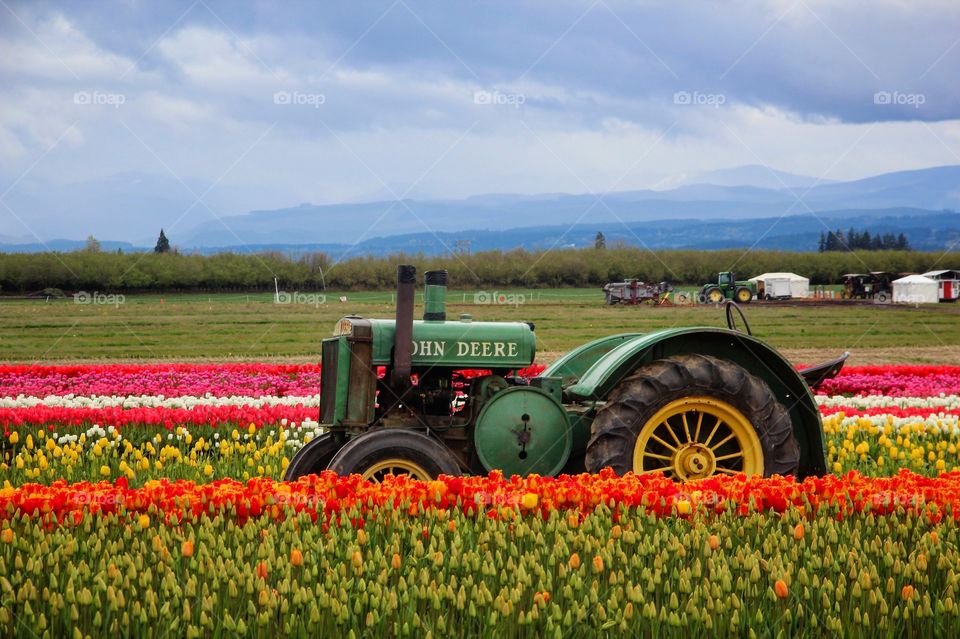 Tractor tulip field