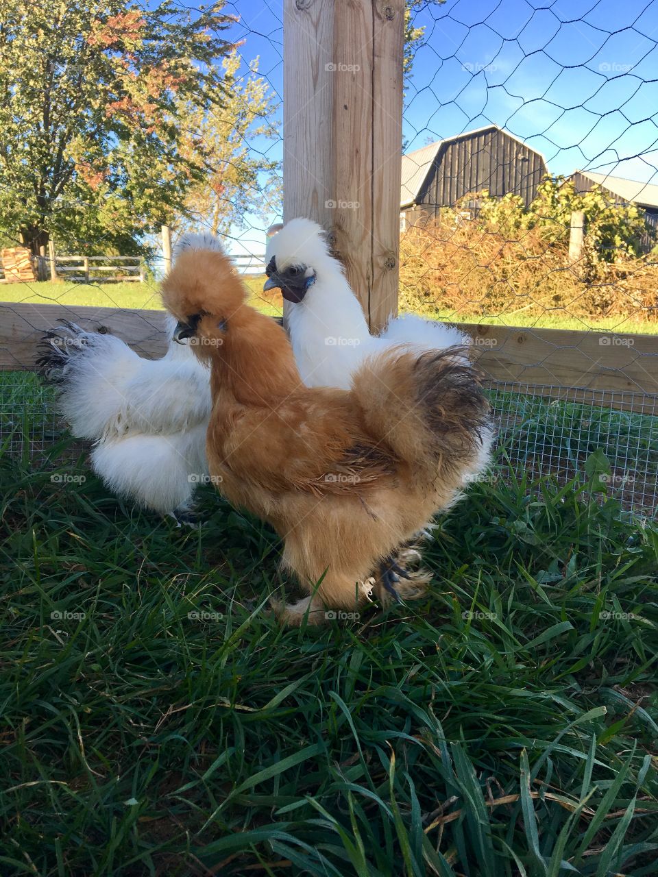 My three silkie hens standing amongst lush green grass. The sky is a beautiful piercing blue with some fluffy clouds. The barn is in the background and you can see some brush that needs to be burned. Big tree and white fence too.