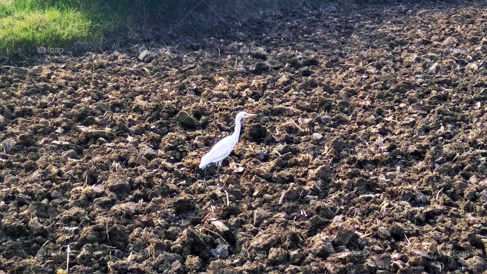 A Crane is on hunt