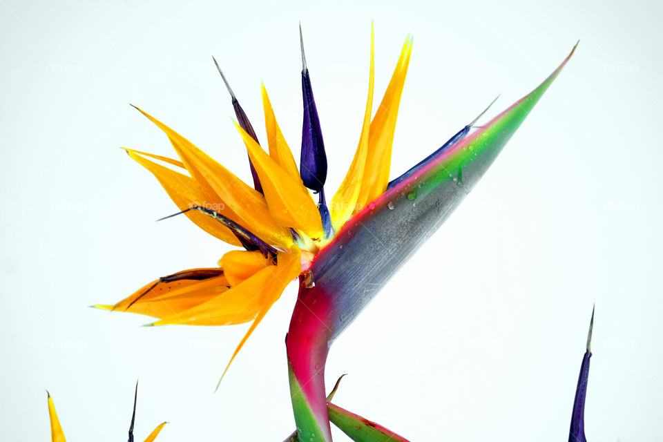 Bird of paradise
