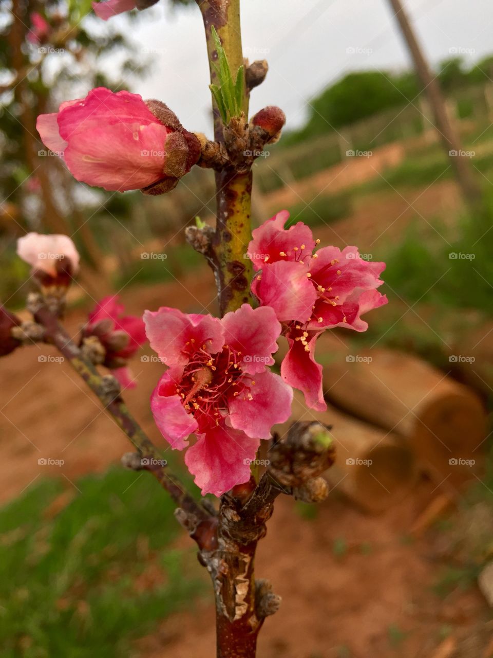 Flower bloom of a peach tree. 