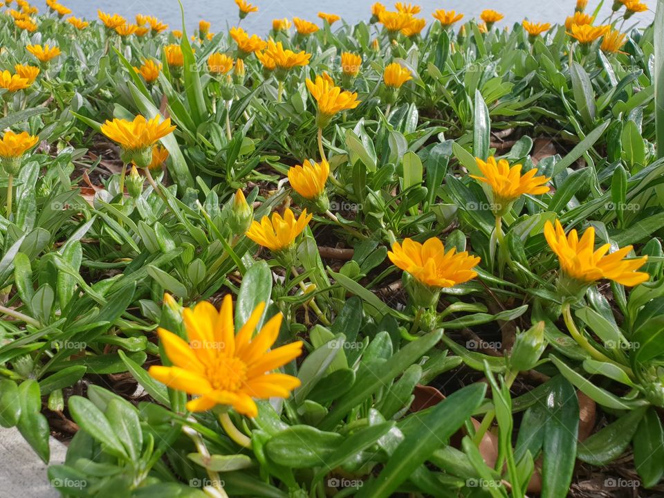 Riverside small yellow flowers