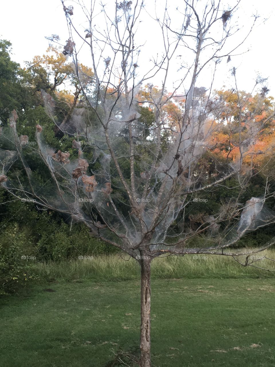 A spooky silken ghost tree!