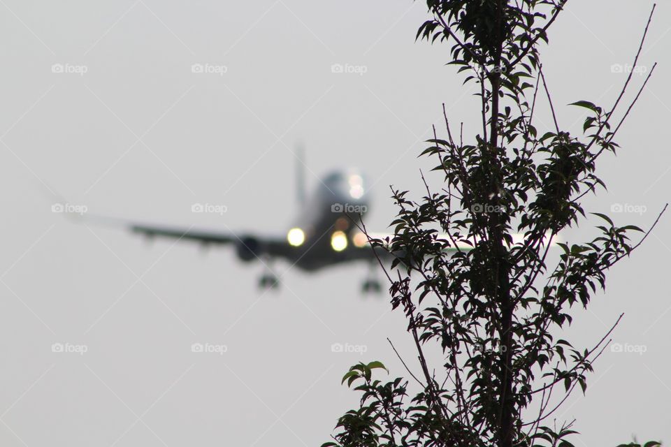 Sky, Flight, Nature, Bird, Tree