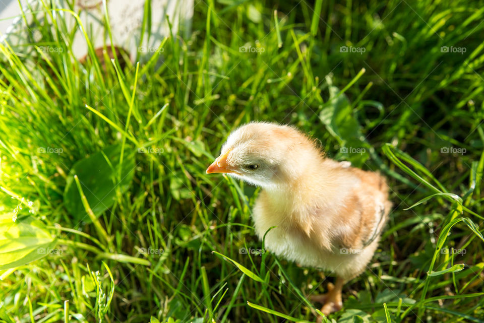 Cute little chicken in the grass