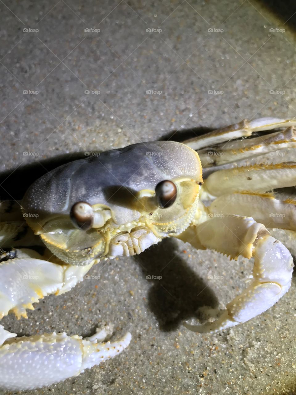 Sand crab 