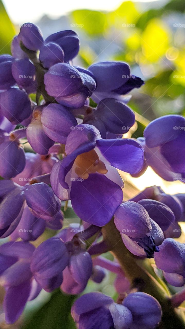 Gengibre Azul (Dicorisandra)