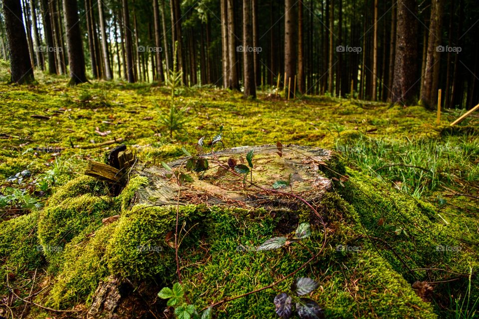 Natural living together of different plants without wars to lead !! Some people should not take an example