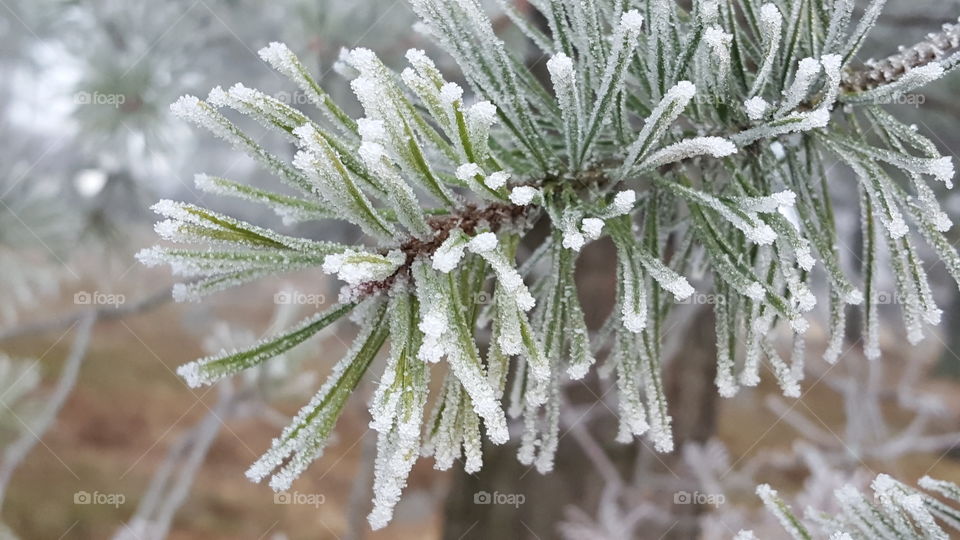 Frosty pine