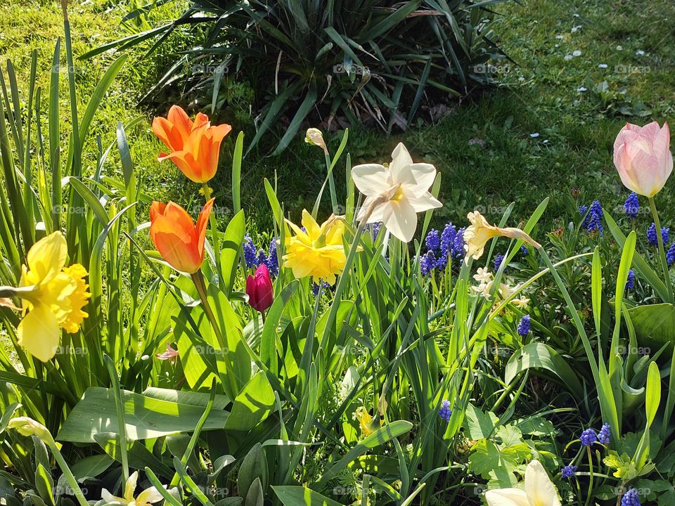 Colorful springtime flowers in March