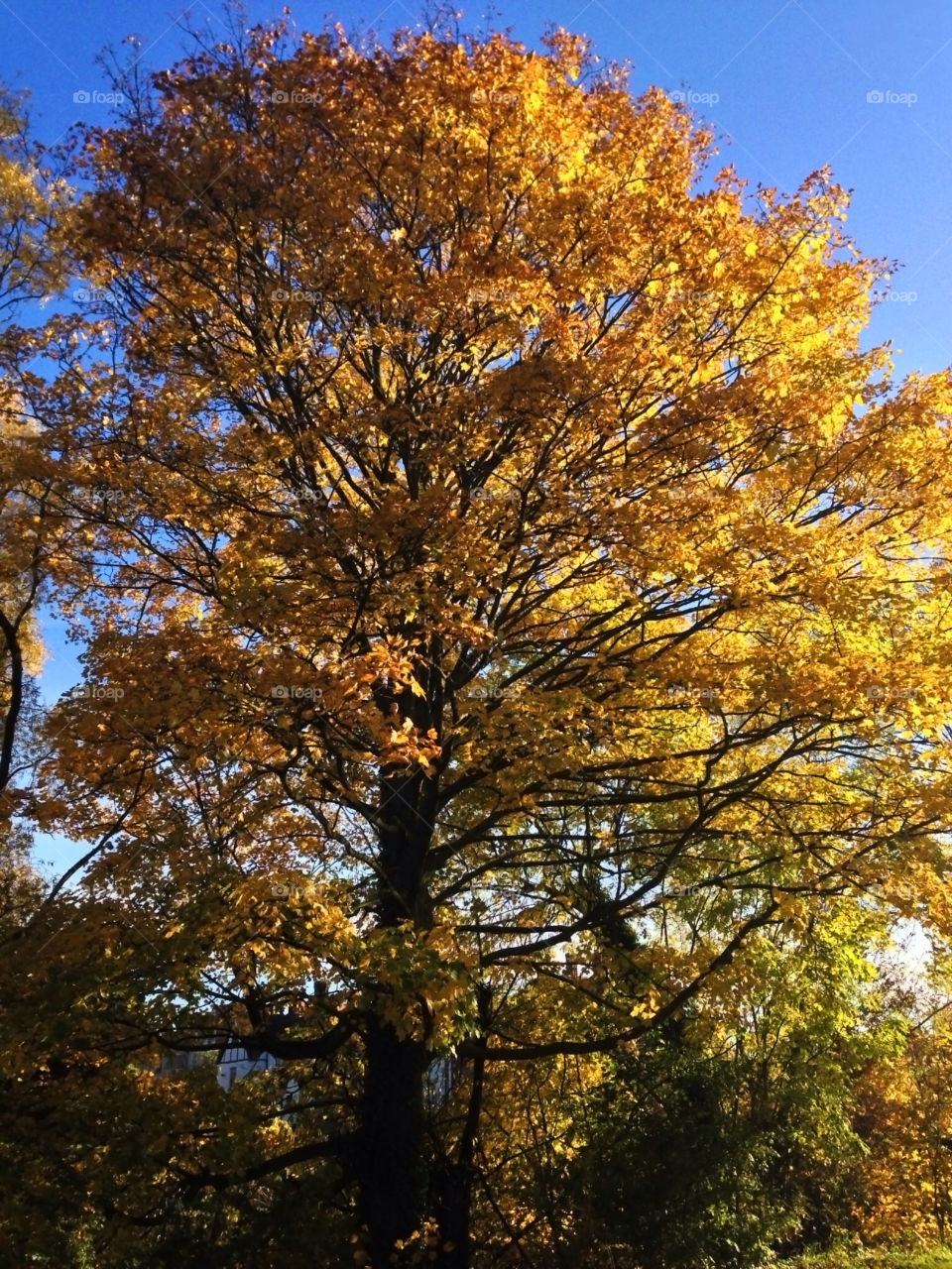 worcestershire uk autumn colour golden by chris7ben