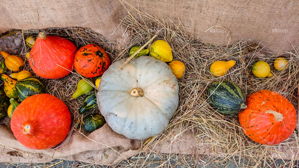 Pumpkin season