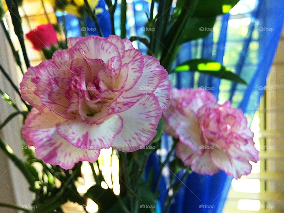 Pink and white carnations 
