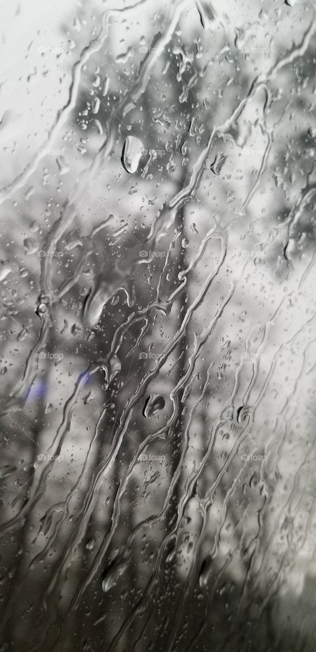 Trees in a rainstorm