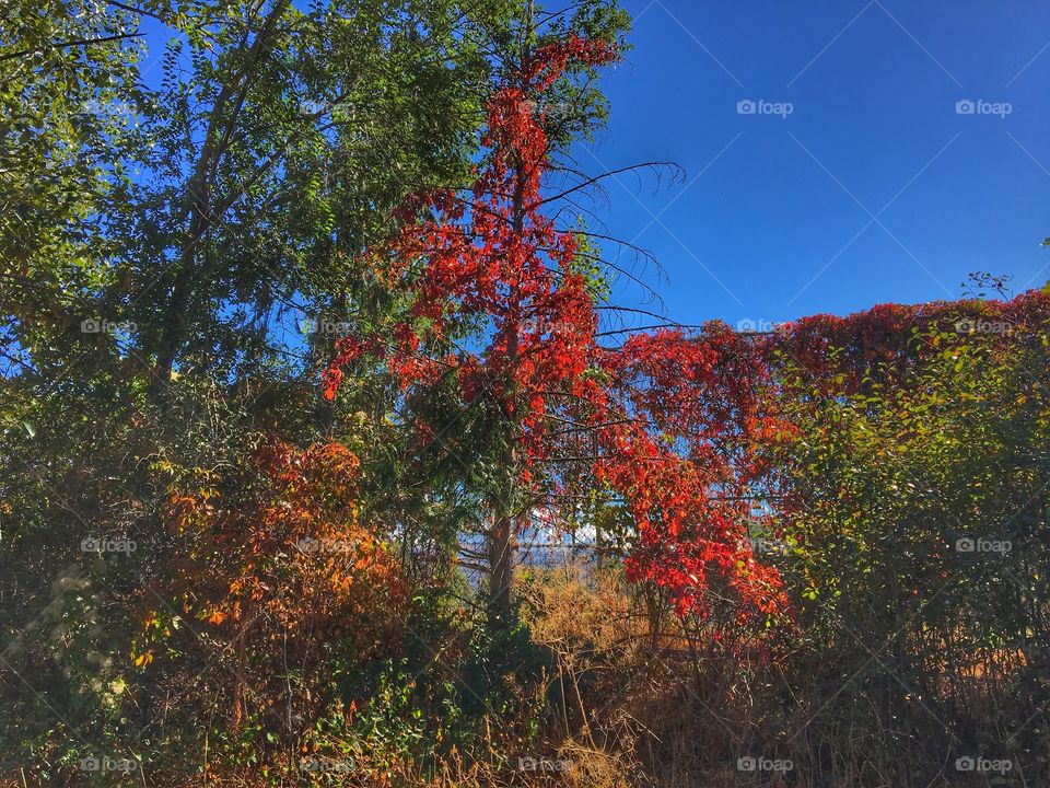 Changing fall leaves! 