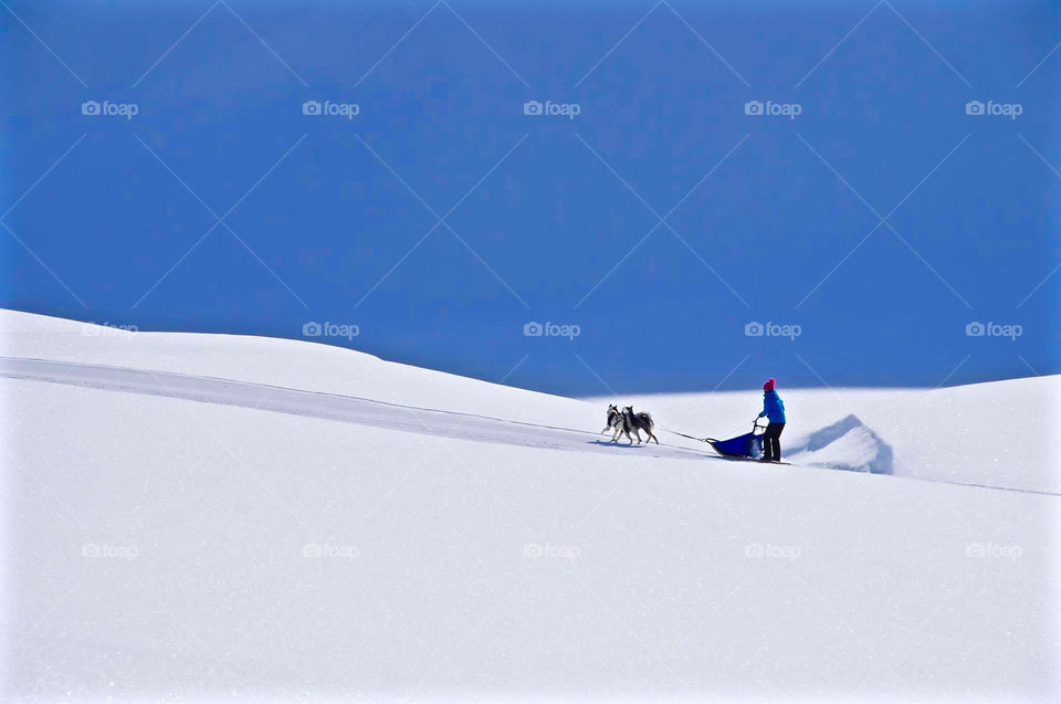 dog sledding, swiss alps.