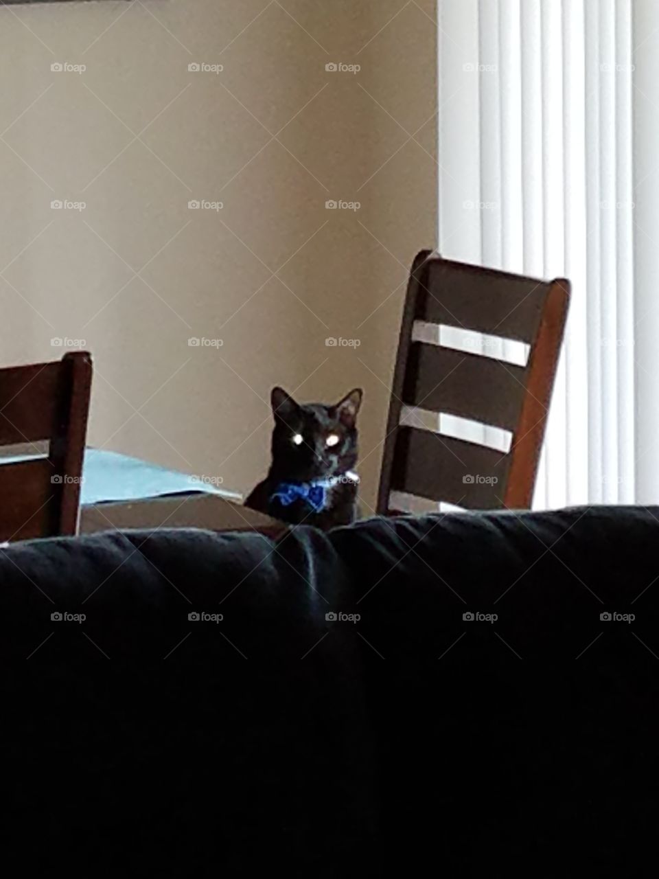 Cat sitting at the table waiting to be fed