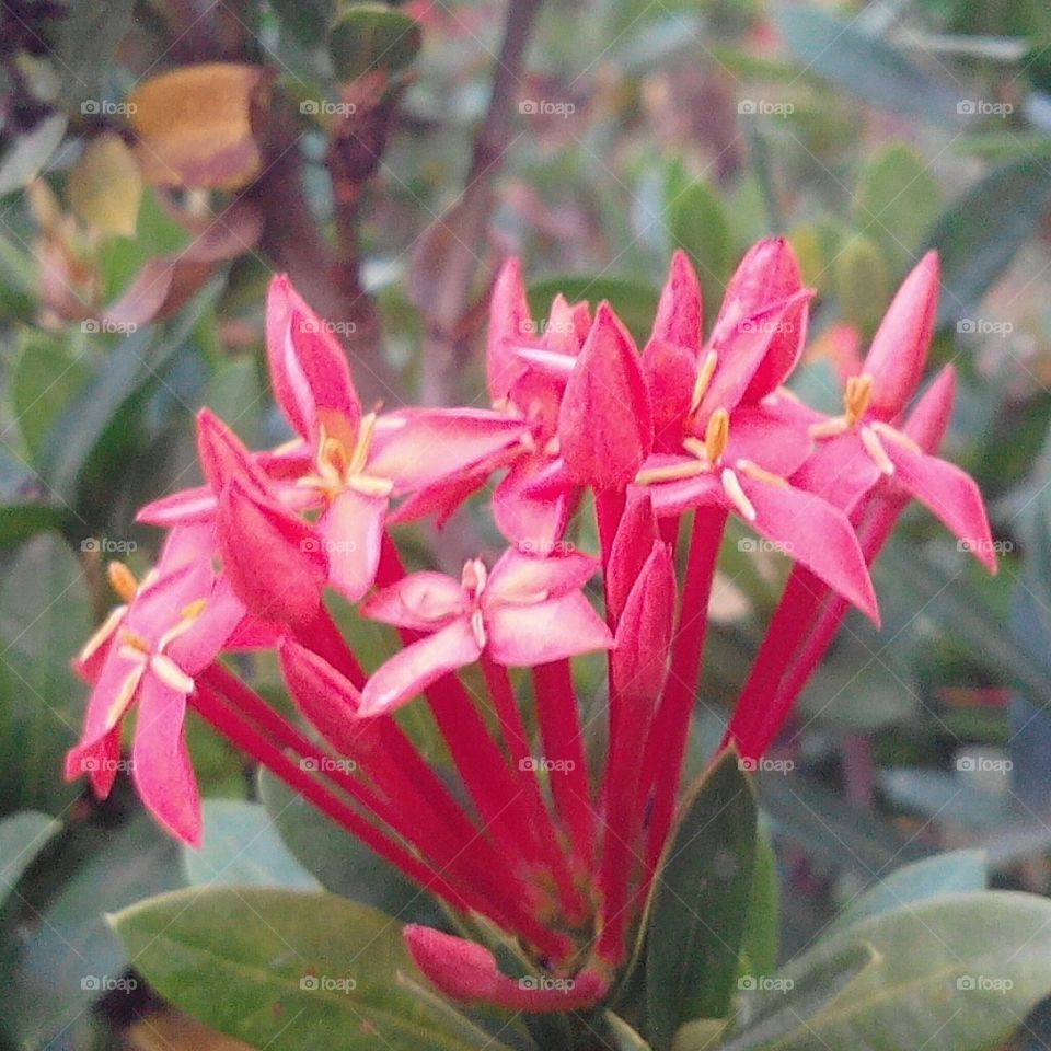 Ixora, Flame of the Woods,Jungle Flame, Jungle Geraniumor Santan, is a specie of flowering plant in the Rubiceae family